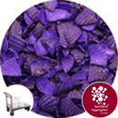 Coloured Sea Shells - Lavender- Collect